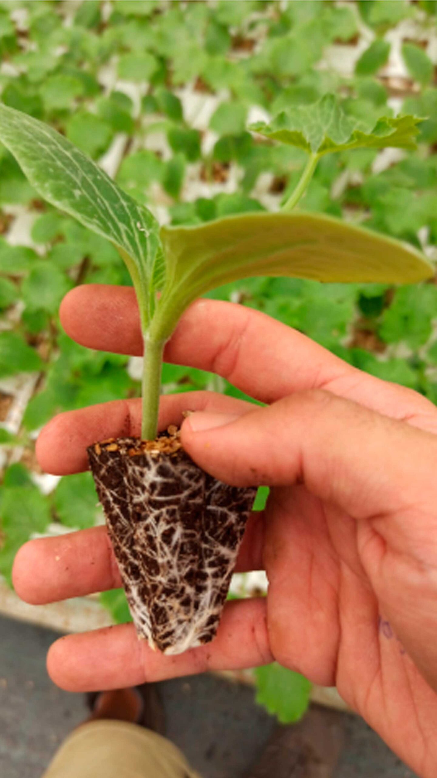 Imagen de planta hortofrutícola en la mano