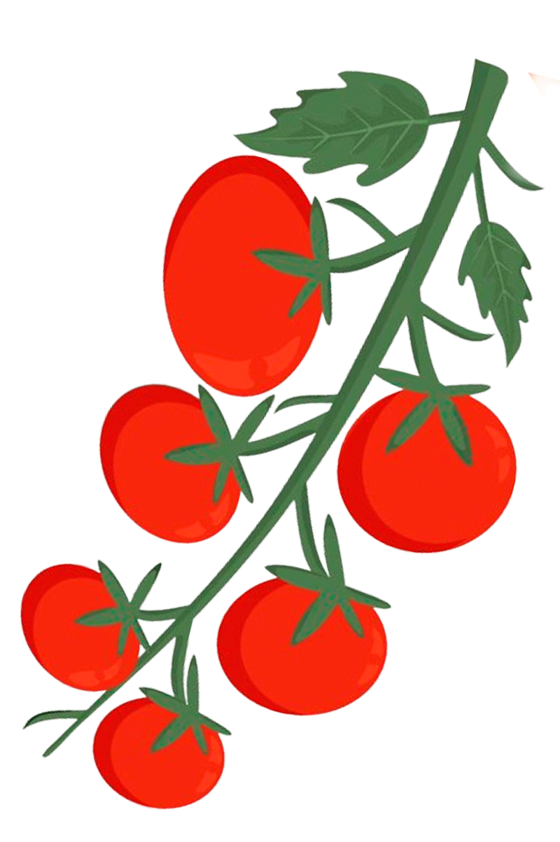 Planta de tomate